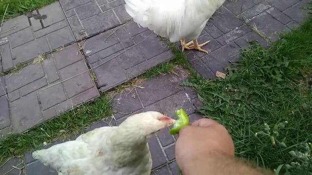 Ручные птицы 3 смотреть онлайн