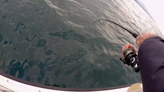 Акула черноморская - катран смотреть онлайн