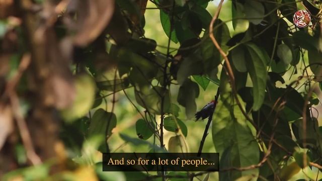 Does Size Matter?? | Sunbirds смотреть онлайн