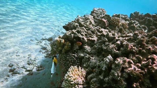 GoPro Hero 12 In Action Underwater #gopro12  #snorkeling #redsea