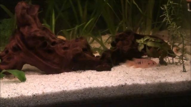 Hemichromis lifalili смотреть онлайн