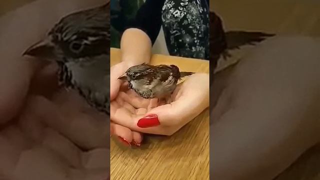Птичка исполняет песню Царств смотреть онлайн