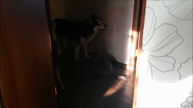 Прайд и Мерсик: новый бой. смотреть онлайн