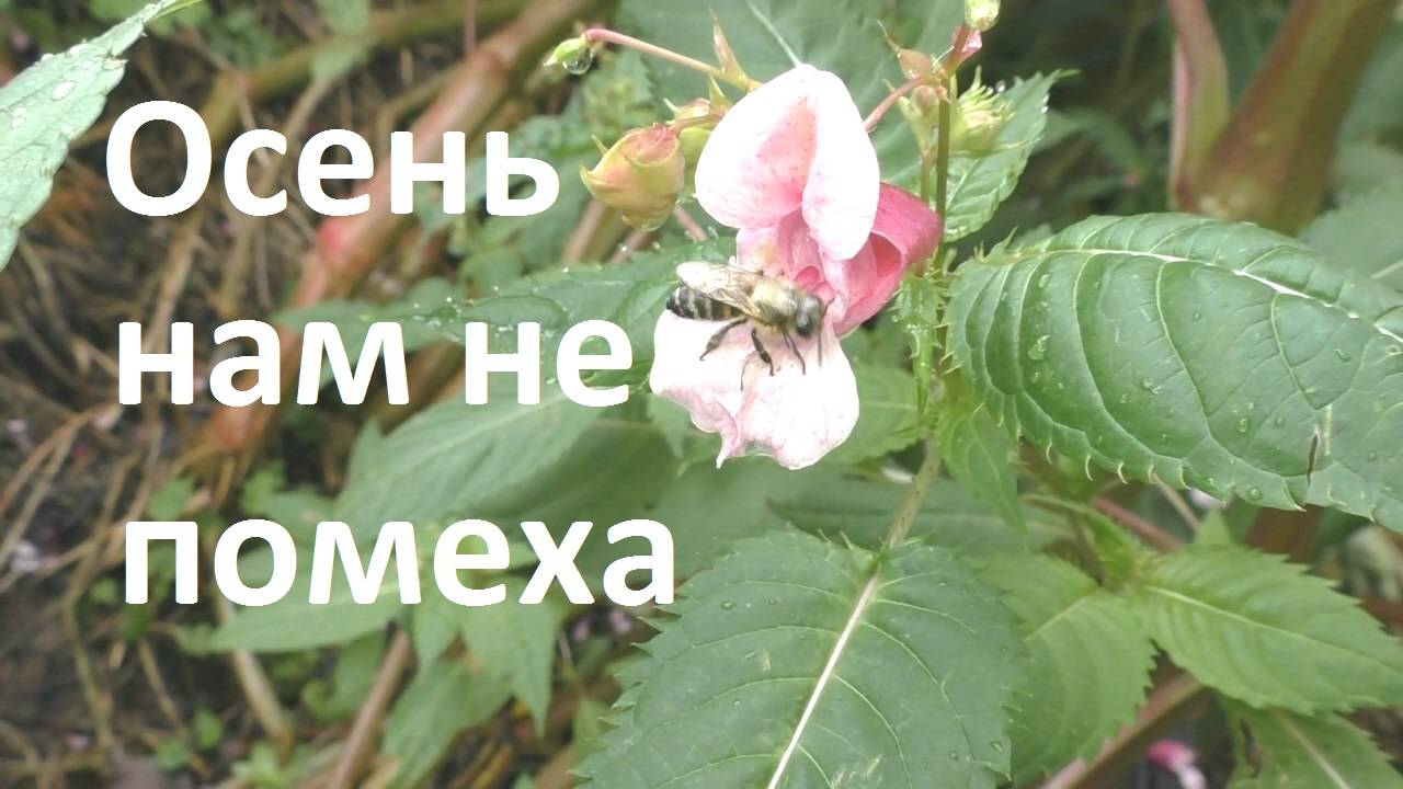 Сентябрь, бабье лето, как работают пчелы смотреть онлайн