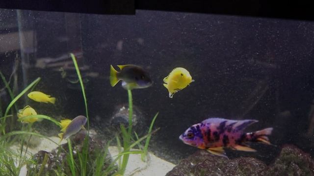 African Cichlid Fish Room Tour - 2020 Fish Room Tour Pt. 2 смотреть онлайн