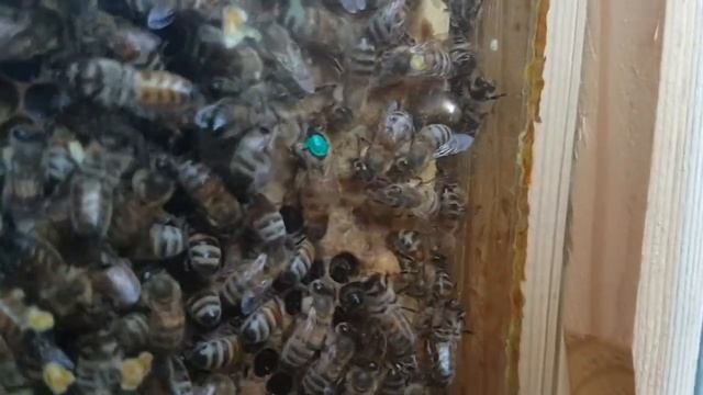 2019 07 02 Königin bei Eiablage im Schaukasten смотреть онлайн