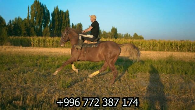 сатылды Санжар акеде Дончак 22.08.2022😱😱😨😨 смотреть онлайн