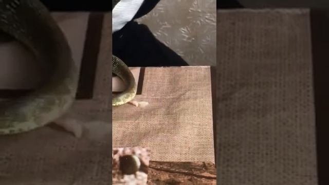 Эскулапов полоз смотреть онлайн