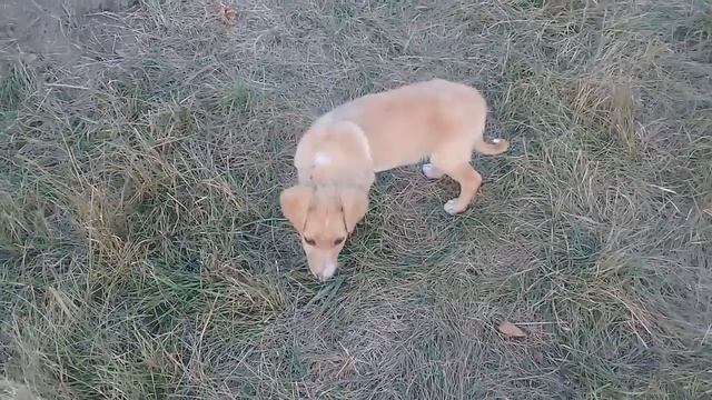 Собака — друг человека смотреть онлайн