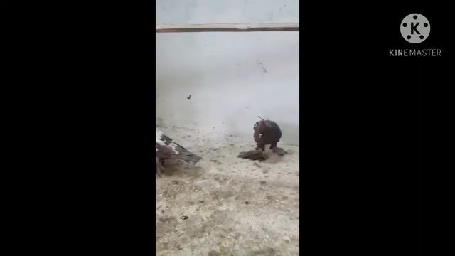 чили, cheel смотреть онлайн