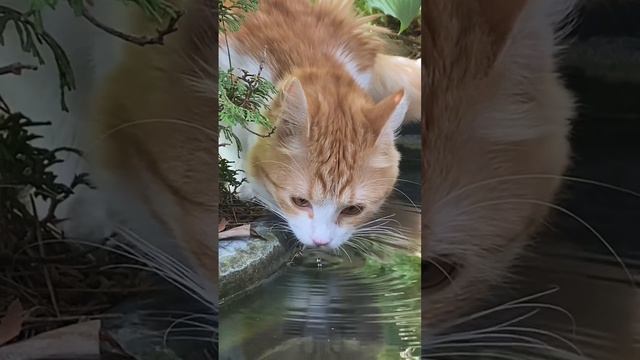 Гепард Мия 🐆 «На водопое»💦 смотреть онлайн