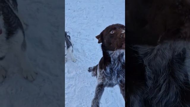 немецкий Дратхаар Рига,сибирская Хаски Рада смотреть онлайн