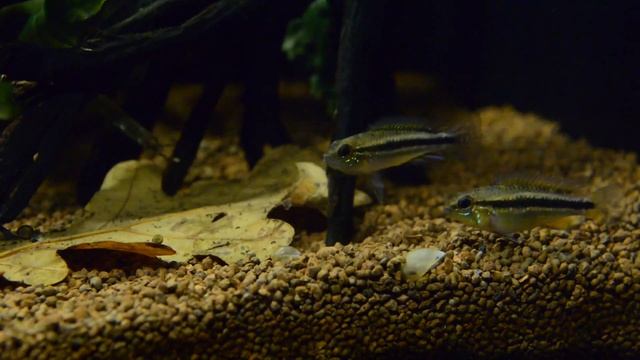 Apistogramma bitaeniata Rio-Nanay смотреть онлайн
