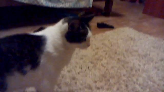 Кошка умирает! смотреть онлайн