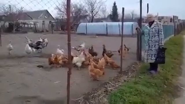 И так бывает. А вы говорите мозги куриные 😀 смотреть онлайн