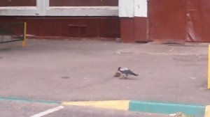 Ворона напала на крысу