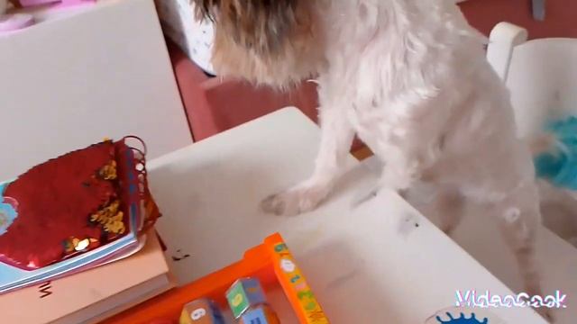 Феня и Ника в школе котов и собак! И у Ники новая стрижка! Учитель не доволен поведению питомцев! смотреть онлайн