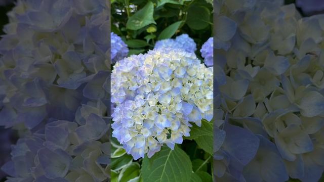 How the PH level affects the Hydrangeas’ Color смотреть онлайн