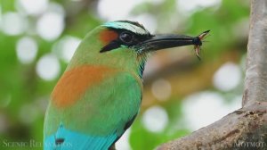 Птицы мира — живописный фильм о дикой природе с успокаивающей музыкой!...
