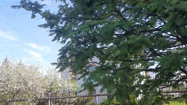 Звуки весны! 🌿 Кто знает, что за птица так поёт? Напишите! 🙏 смотреть онлайн