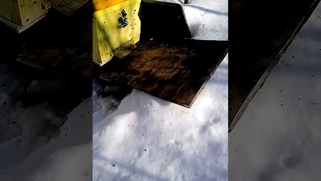 "Первый облет пчел 28 февраля 2016г." смотреть онлайн