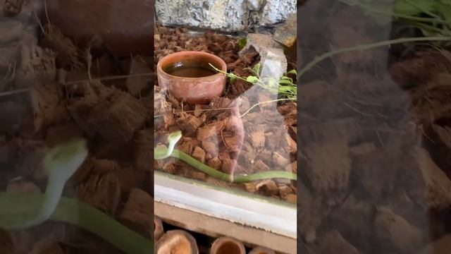 Змеиная ферма на Пхукете #тайланд #ежсереж #ешсереж #тайланд #пхукет #ешсережвтае смотреть онлайн