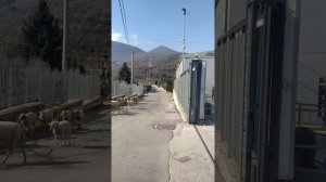 Отара овец в Монторо Юг Италии