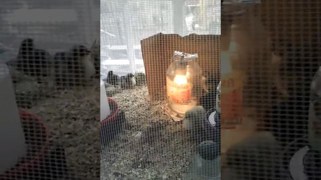 Замена брудера для цыплят. смотреть онлайн