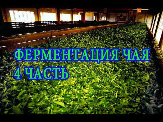 Ферментация. Часть 4. Fermentation 4