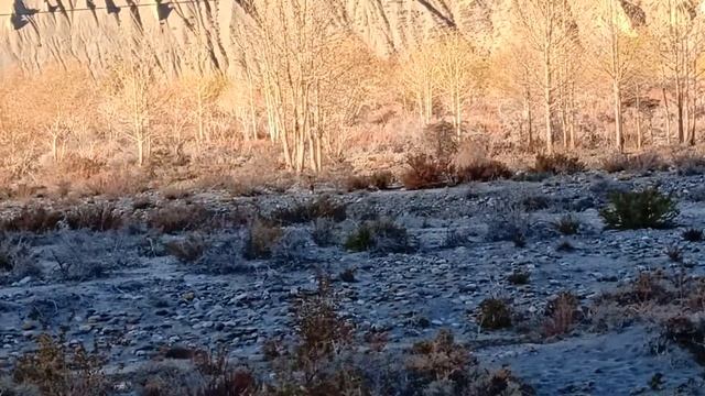 Red Fox in Spiti Wildlife Sanctuary смотреть онлайн