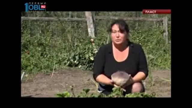 На огороде жительницы Пласта выросла свекла-гигант смотреть онлайн