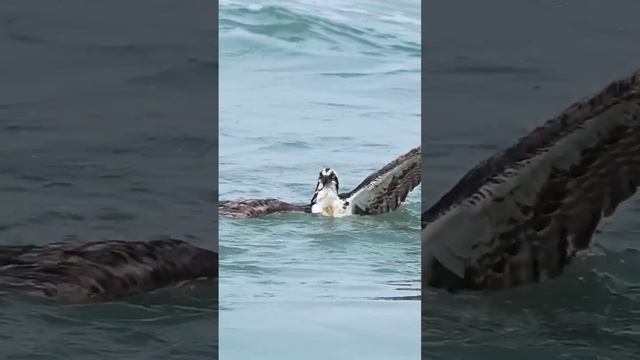 Osprey with huge fish struggles getting out of the water. #bird #wildlife #birdsofprey #fishing смотреть онлайн