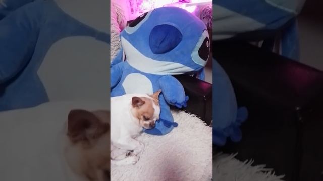 Гучи спит)#чихуахуа #dog смотреть онлайн