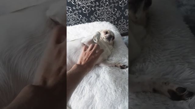 Персик и гучи #собака #кот #dog #cat #чихуахуа смотреть онлайн