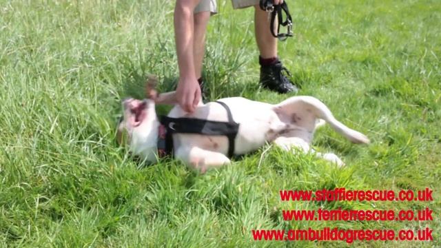 RESCUE REMEDIES: Website смотреть онлайн