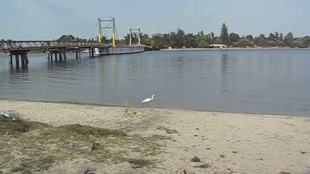 Белая цапля в Гидропарке смотреть онлайн