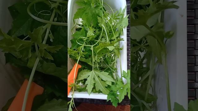 pansahog #satisfying смотреть онлайн