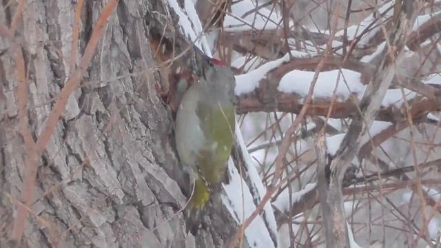 Седой дятел Grey-headed woodpecker (лат. Picus canus) смотреть онлайн