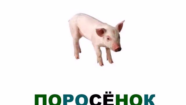 Домашние - на ферме