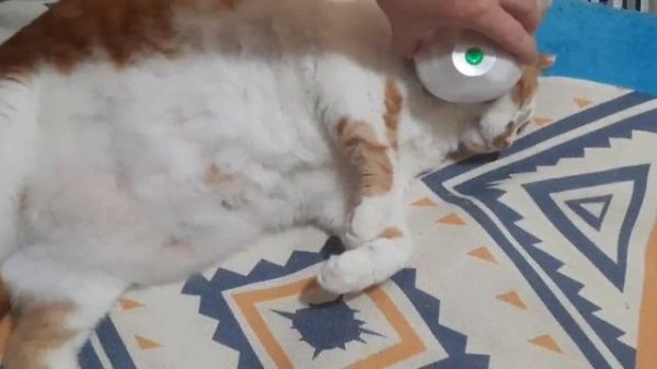 4_5850426067734500612.mp4