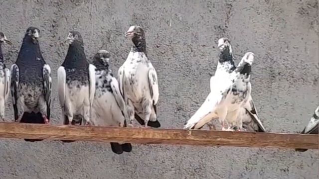 Пакистанские голуби. Pakistani High Flyer Pigeons By Abdorraoof. Kabootar / Iran.