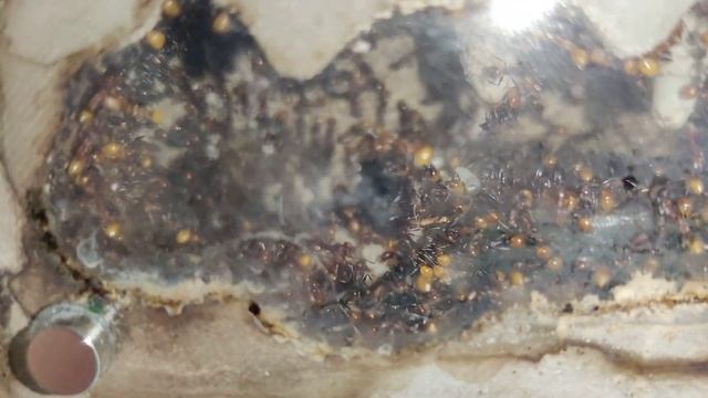 Aphaenogaster lamellidens update video 4/6/23 смотреть онлайн