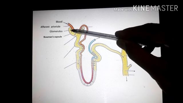 Nephron (structure And Function)
