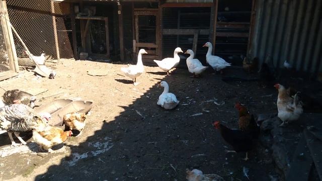 Новое пополнение и небольшие советы. смотреть онлайн