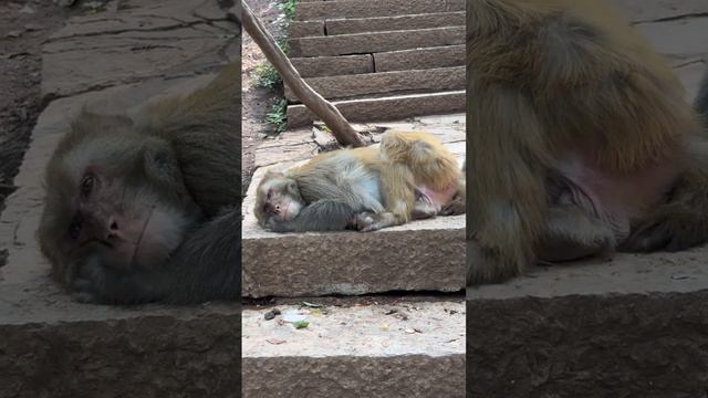 When a monkey is abandoned by a lover смотреть онлайн