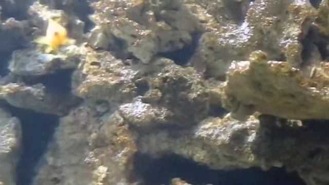 Balista czerwonozęba, Talasoma lunarka, смотреть онлайн