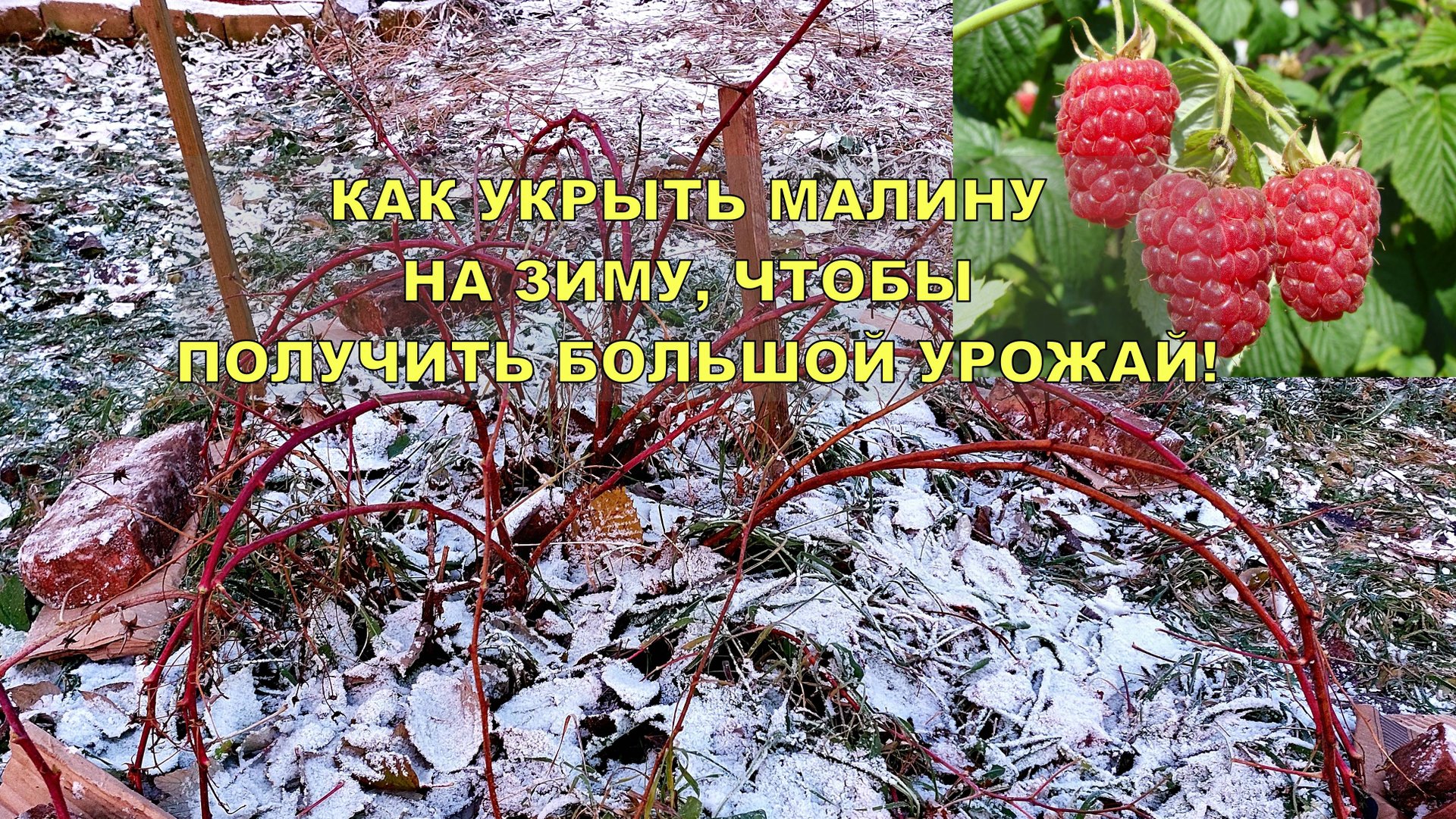 Как укрыть малину на зиму, чтобы получить большой урожай!