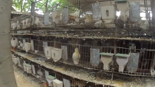 Mô Hình Chim Câu/giữa Hai Dòng Chim Pháp Các Bác ưa Chuộng Dòng Chim Nào