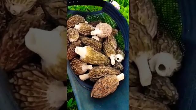 #morel #грибы #гриби #morchella #zbarciogi #ciuperci #mushroomhunting