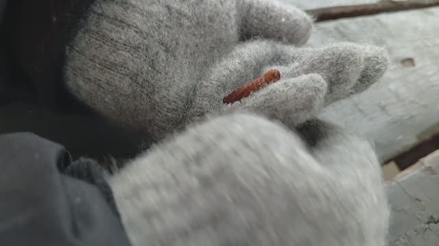 Гусеница-путешественница и Электропоезд ЭД4М Иволга Поезда для детей